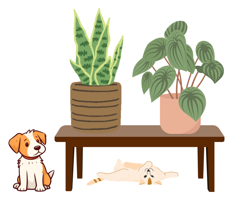 Picture of a dog, cat, and house plants. 